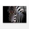 Wild Zebra in Black Background Acrylic Glass Print Tempered Glass Wall Art 100% Made in Australia Ready to Hang - Image 4
