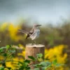 Sparrow Bird on Tree Log View Photograph Print 100% Australian Made - Image 2