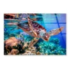 Turtle Swimming in The Ocean with Fish Acrylic Glass Print Tempered Glass Wall Art 100% Made in Australia Ready to Hang - Image 4