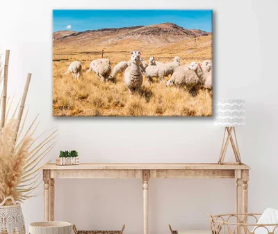Bella Home Lamas & Eating Grass Print Canvas Ready to hang