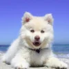 White Husky Puppy Closeup Photograph Print 100% Australian Made - Image 3