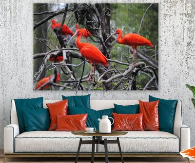 Orange Birds on Tree Branch Photograph Print 100% Australian Made