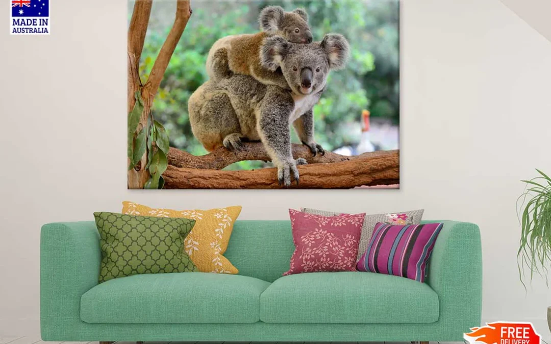 Mother Koala with Baby on Back View Photograph Print 100% Australian Made
