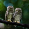 Spotted Owlet Pair Photograph Print 100% Australian Made - Image 2