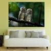 Spotted Owlet Pair Photograph Print 100% Australian Made - Image 3