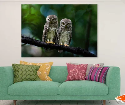 Spotted Owlet Pair Photograph Print 100% Australian Made