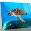 Turtle Swimming in The Ocean with A Lot of Water Acrylic Glass Print Tempered Glass Wall Art 100% Made in Australia Ready to Hang