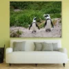 African Penguins on Valley Closeup Photograph Print 100% Australian Made - Image 2