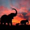 Elephant Family & Sunset Sky View Acrylic Glass Print Tempered Glass Wall Art 100% Made in Australia Ready to Hang - Image 5