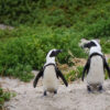 African Penguins on Valley Closeup Photograph Print 100% Australian Made - Image 3