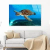 Turtle Swimming in The Ocean with A Lot of Water Acrylic Glass Print Tempered Glass Wall Art 100% Made in Australia Ready to Hang - Image 3