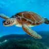 Turtle Swimming in The Ocean with A Lot of Water Acrylic Glass Print Tempered Glass Wall Art 100% Made in Australia Ready to Hang - Image 5