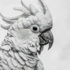 Sketch Of Cockatoo Bird in White Print 100% Australian Made - Image 3
