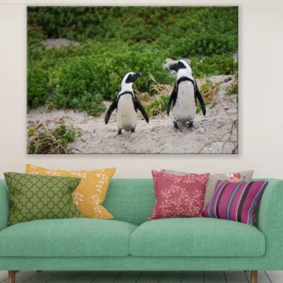 African Penguins on Valley Closeup Photograph Print 100% Australian Made