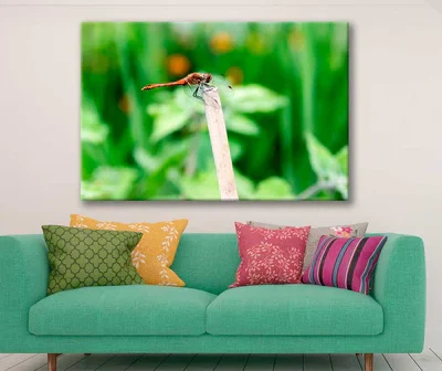 Bella Home Red Dragonfly Closeup Shot View Print Canvas Ready to hang