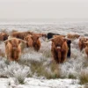 Bella Home Big Scottish Cow's Looking Print Canvas Ready to hang - Image 3