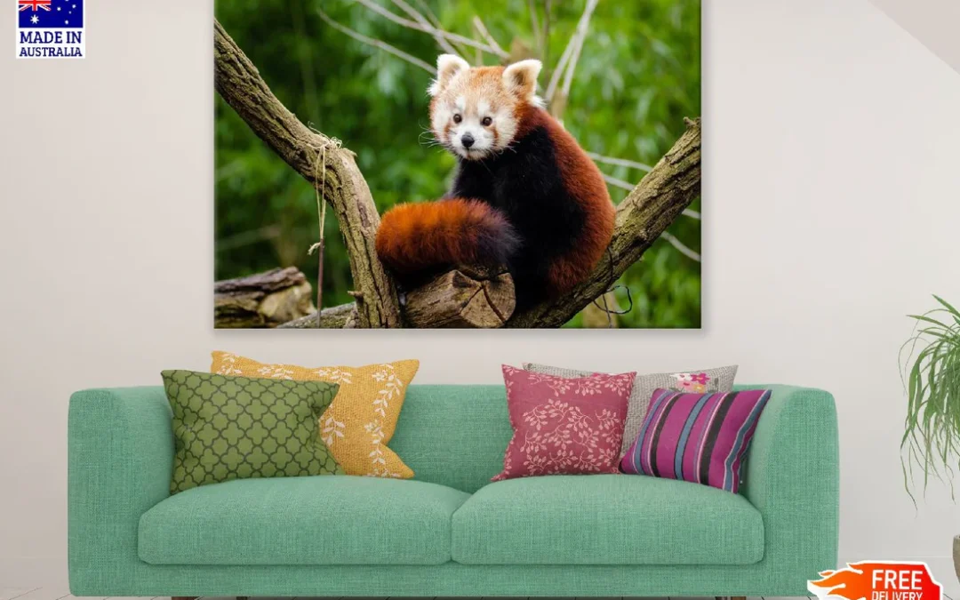 Red Panda on Tree Closeup Photograph Print 100% Australian Made