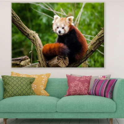 Red Panda on Tree Closeup Photograph Print 100% Australian Made