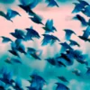 Birds Soaring Through the Sky Home Decor Premium Quality Poster Print Choose Your Sizes - Image 4