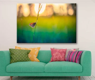 Bella Home Butterfly in a Grass Close View Print Canvas Ready to hang