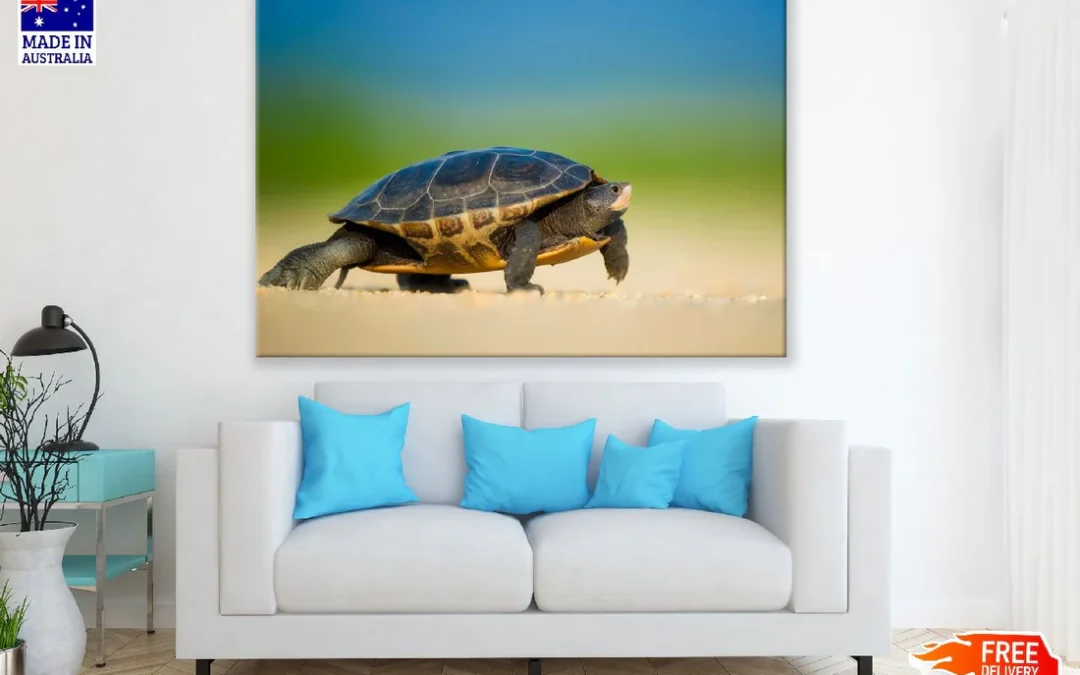 Tortles on Shore Closeup Photograph Print 100% Australian Made