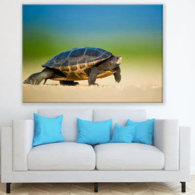 Tortles on Shore Closeup Photograph Print 100% Australian Made