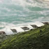 Seabirds on Sea Shore Photograph Print 100% Australian Made - Image 3