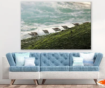 Seabirds on Sea Shore Photograph Print 100% Australian Made