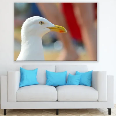 Seagull Bird Face Closeup Photograph Print 100% Australian Made