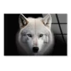 White Wolf with Blue Eyes Looking at The Camera Acrylic Glass Print Tempered Glass Wall Art 100% Made in Australia Ready to Hang - Image 5
