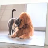 British Short Hair Cat and Golden Retriever Acrylic Glass Print Tempered Glass Wall Art 100% Made in Australia Ready to Hang