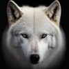 White Wolf with Blue Eyes Looking at The Camera Acrylic Glass Print Tempered Glass Wall Art 100% Made in Australia Ready to Hang - Image 4