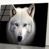 White Wolf with Blue Eyes Looking at The Camera Acrylic Glass Print Tempered Glass Wall Art 100% Made in Australia Ready to Hang - Image 3