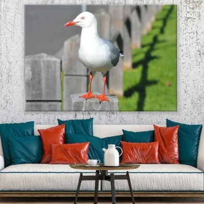Seagull Bird Closeup Photograph Print 100% Australian Made