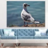 Seagull Bird Closeup Photograph Print 100% Australian Made