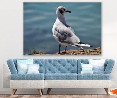 Seagull Bird Closeup Photograph Print 100% Australian Made
