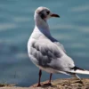 Seagull Bird Closeup Photograph Print 100% Australian Made - Image 3