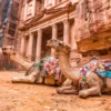 Camels & Carved into The Rock at Petra, Jordan Wall Art Decor 100% Australian Made - Image 3