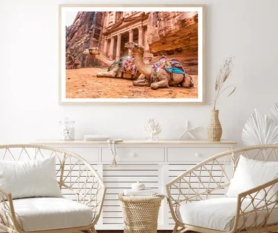 Camels & Carved into The Rock at Petra, Jordan Home Decor Premium Quality Poster Print Choose Your Sizes
