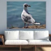 Seagull Bird Closeup Photograph Print 100% Australian Made - Image 2