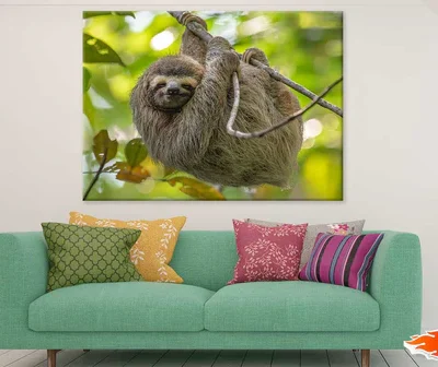Costa Rica Sloth on Tree View Photograph Print 100% Australian Made