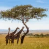 Giraffes Under Acacia Tree View Photograph Print 100% Australian Made - Image 3