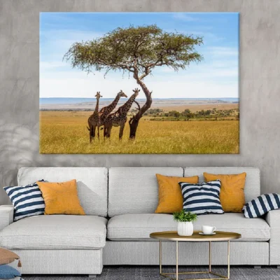 Giraffes Under Acacia Tree View Photograph Print 100% Australian Made