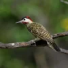 Picinae Bird on Tree Branch View Photograph Print 100% Australian Made - Image 2