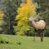 Deer in Forest Photograph Print 100% Australian Made - Image 2