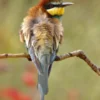 European Bee Eater on Tree Branch Photograph Print 100% Australian Made - Image 3