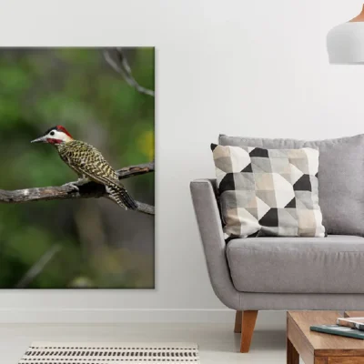 Picinae Bird on Tree Branch View Photograph Print 100% Australian Made