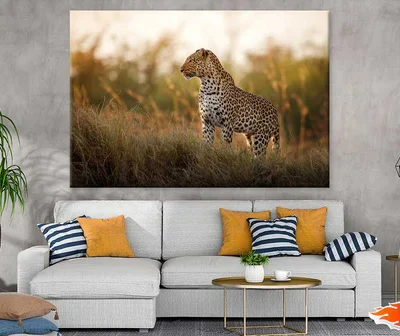 Leopard on Grass Field Sunset Photograph Print 100% Australian Made