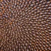 Ripe Sunflower Seeds Glass Framed Wall Art, Ready to Hang Quality Print - Image 2