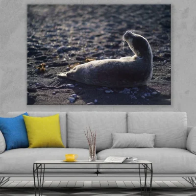 Sheep on Grass Field Closeup Photograph Print 100% Australian Made